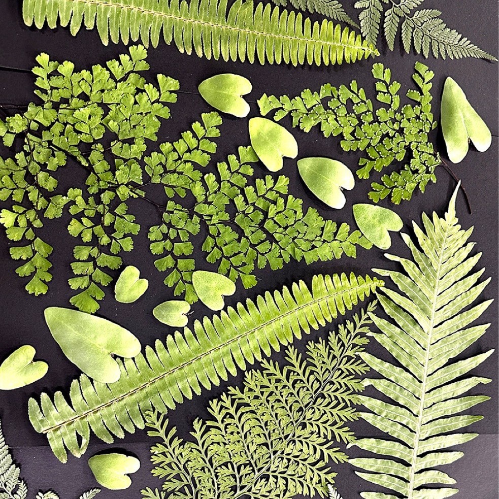 Pressed Flower Frame - 5Pcs Natural Green Large Fern Mixed