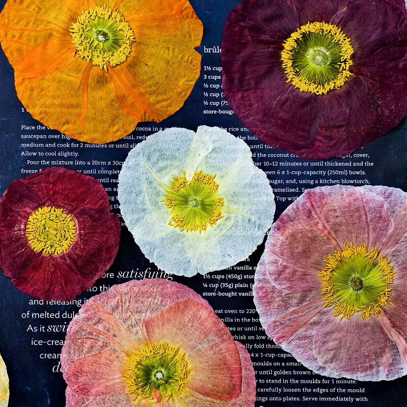 1pcs,Nature Field Poppy Presse - Pressed Flower Frame avaliação e preço