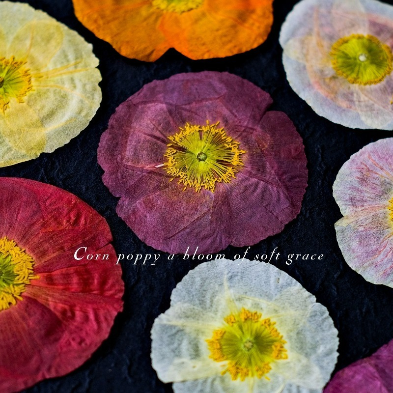 1pcs,Nature Field Poppy Presse - Pressed Flower Frame avaliação e preço