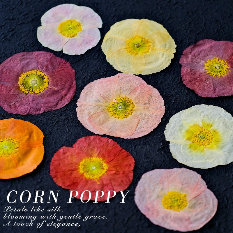 1pcs,Nature Field Poppy Presse - Pressed Flower Frame avaliação e preço