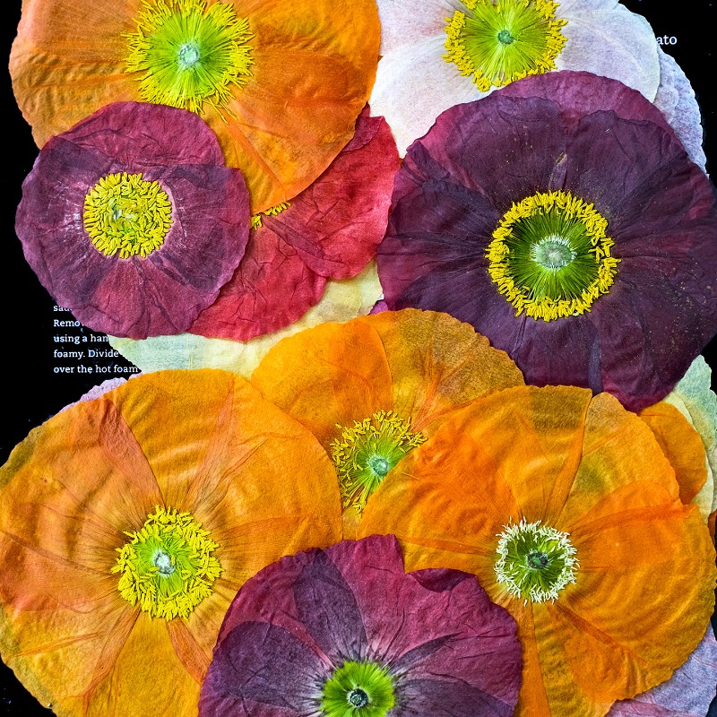 1pcs,Nature Field Poppy Presse - Pressed Flower Frame avaliação e preço