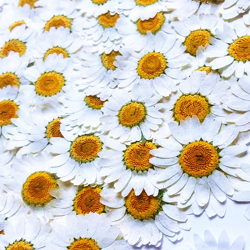 100Pcs Natural White Crystal C - Pressed Flower Frame avaliação e preço
