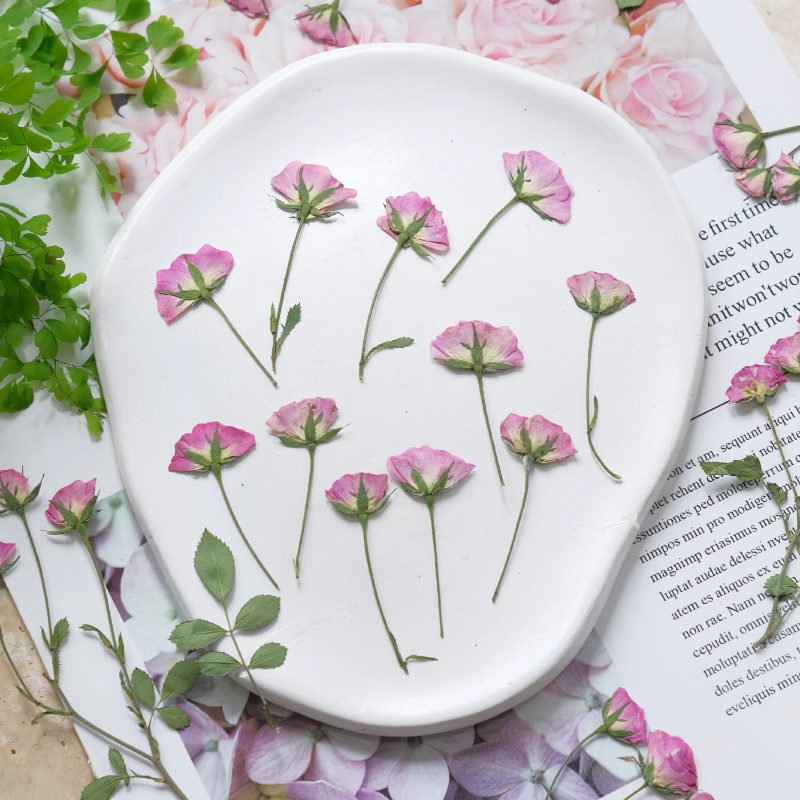 12pcs,Mini Pink Rose Pressed F - Pressed Flower Frame avaliação e preço