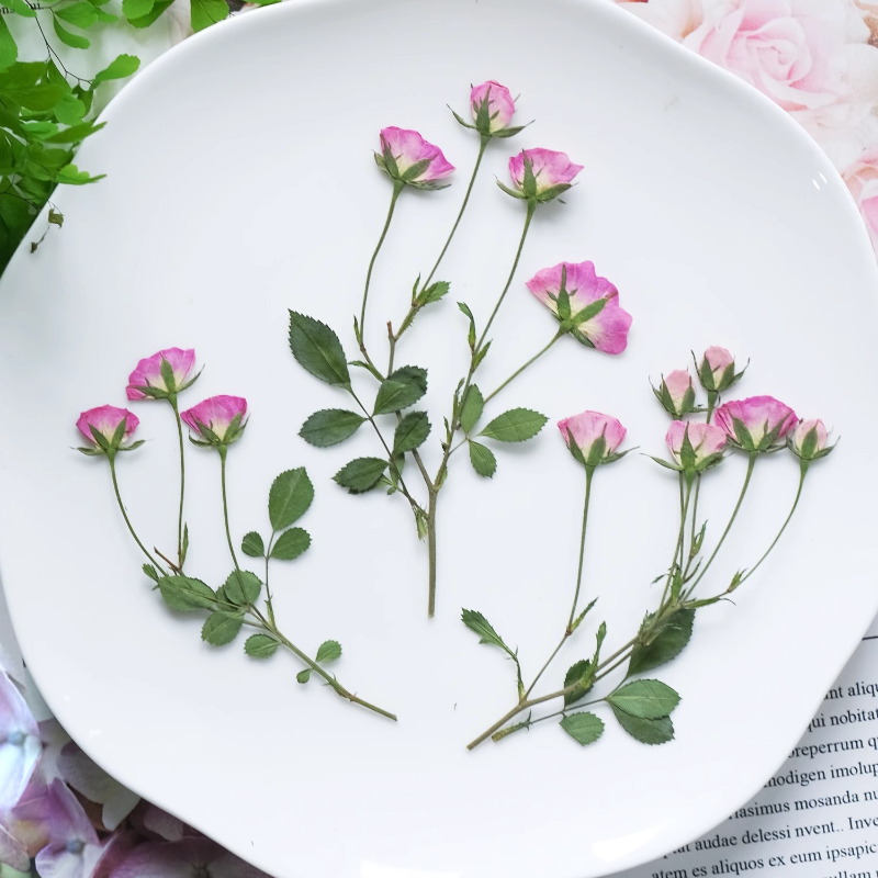 12pcs,Mini Pink Rose Pressed F - Pressed Flower Frame avaliação e preço