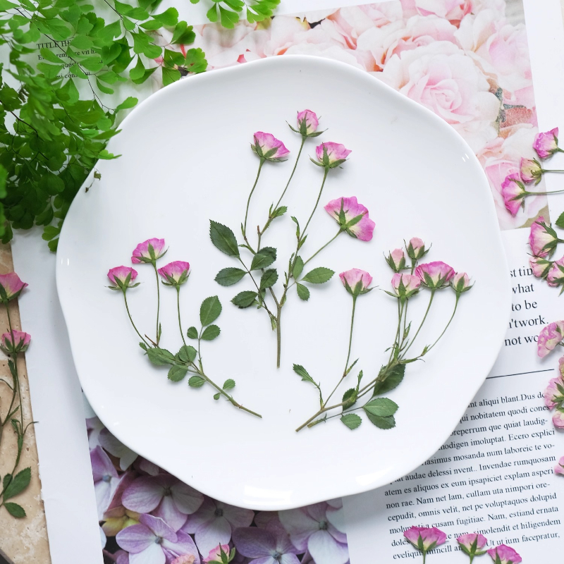 12pcs,Mini Pink Rose Pressed F - Pressed Flower Frame avaliação e preço