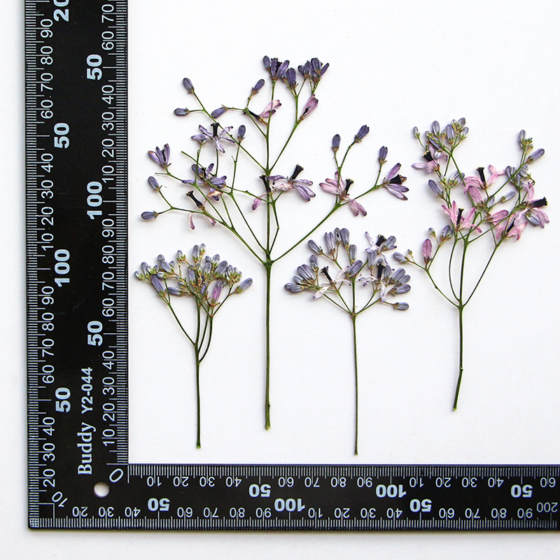 120pcs Pressed Dried Melia aze - Pressed Flower Frame avaliação e preço