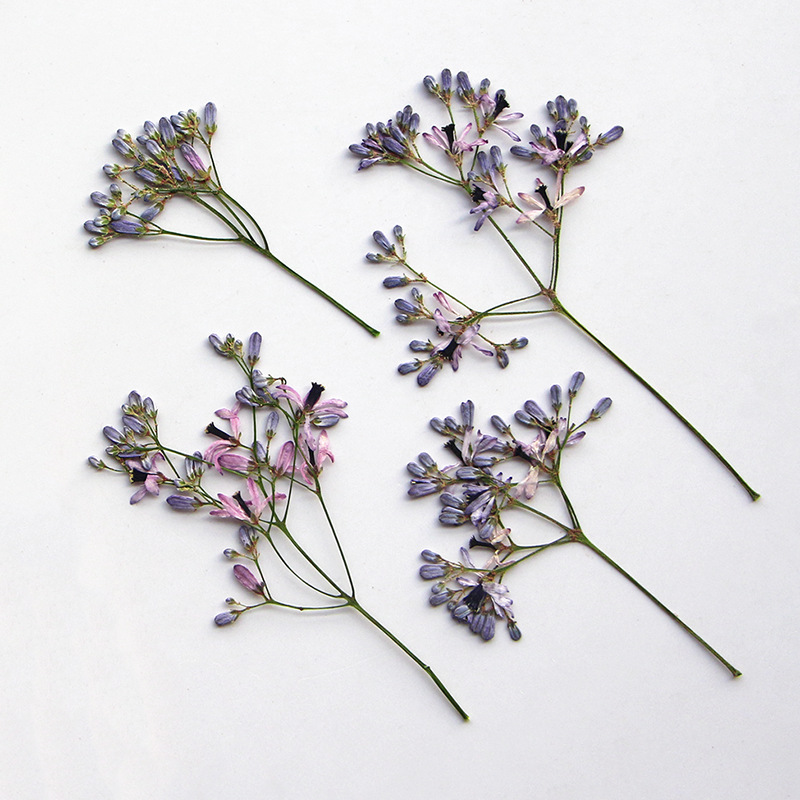 120pcs Pressed Dried Melia aze - Pressed Flower Frame avaliação e preço