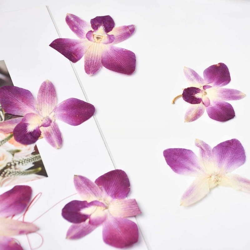 4pcs,Real Pressed Butterfly Or - Pressed Flower Frame avaliação e preço