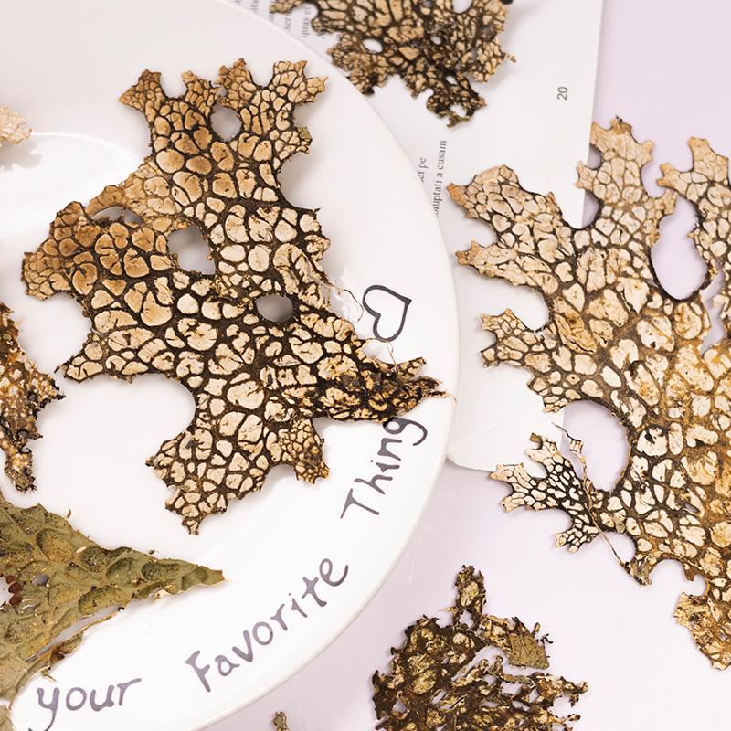 4pcs,Rare Bark Natural Pressed - Pressed Flower Frame avaliação e preço