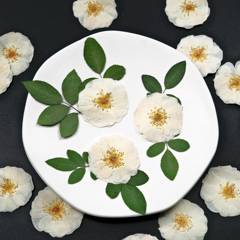 6pcs,9pcs,Nature White Rose Pr - Pressed Flower Frame avaliação e preço