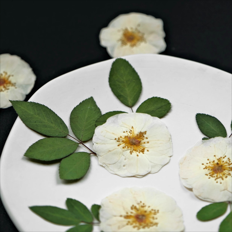 6pcs,9pcs,Nature White Rose Pr - Pressed Flower Frame avaliação e preço