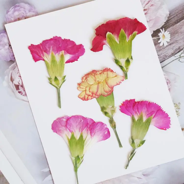 6pcs/4-7cm,Carnation dried flo - Pressed Flower Frame avaliação e preço