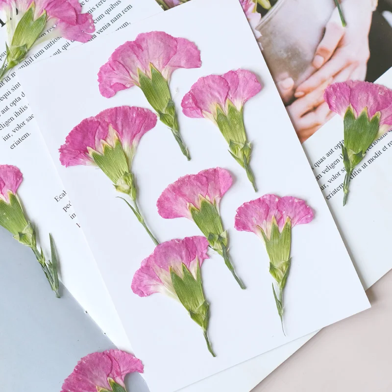 6pcs/4-7cm,Carnation dried flo - Pressed Flower Frame avaliação e preço