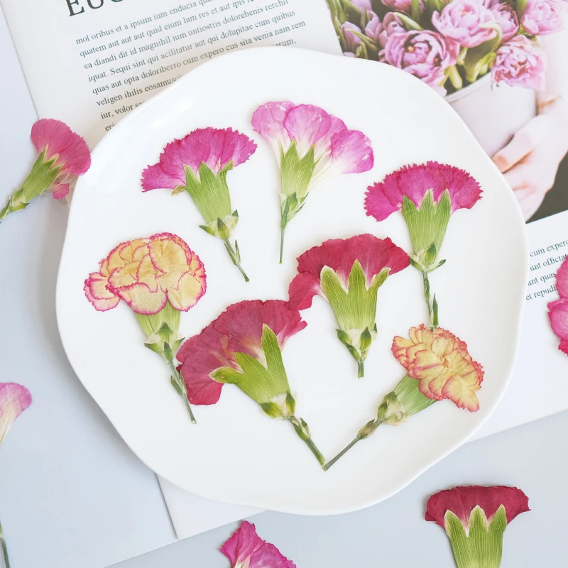 6pcs/4-7cm,Carnation dried flo - Pressed Flower Frame avaliação e preço