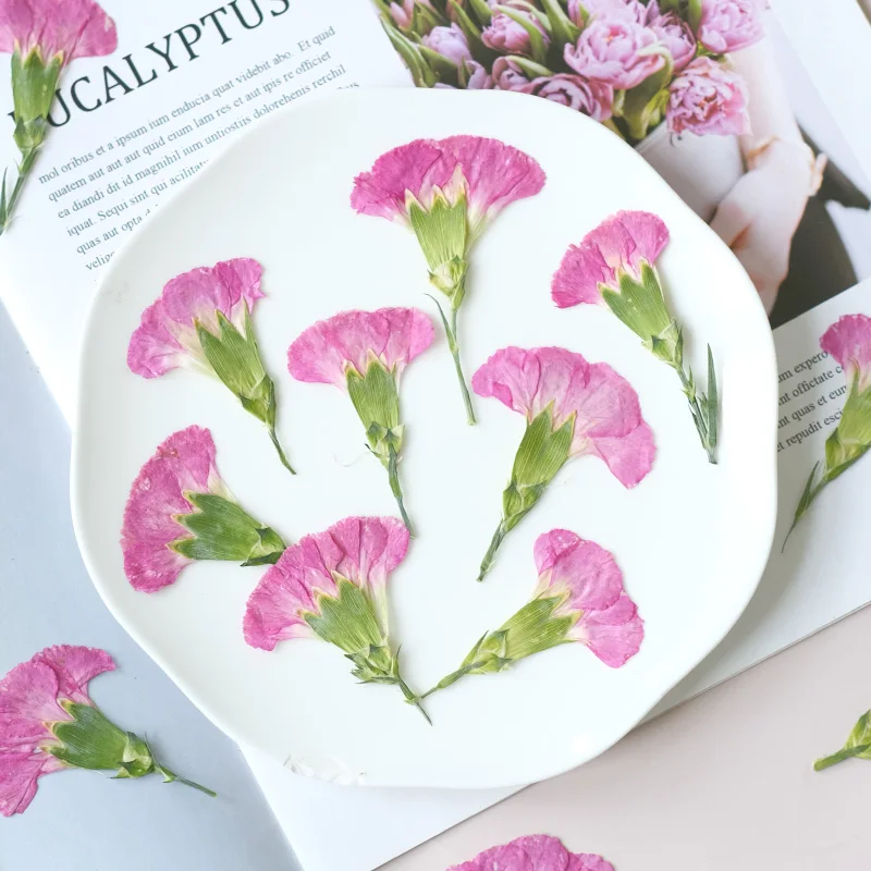 6pcs/4-7cm,Carnation dried flo - Pressed Flower Frame avaliação e preço