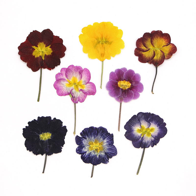 48Pcs European Primrose Teachi - Pressed Flower Frame avaliação e preço