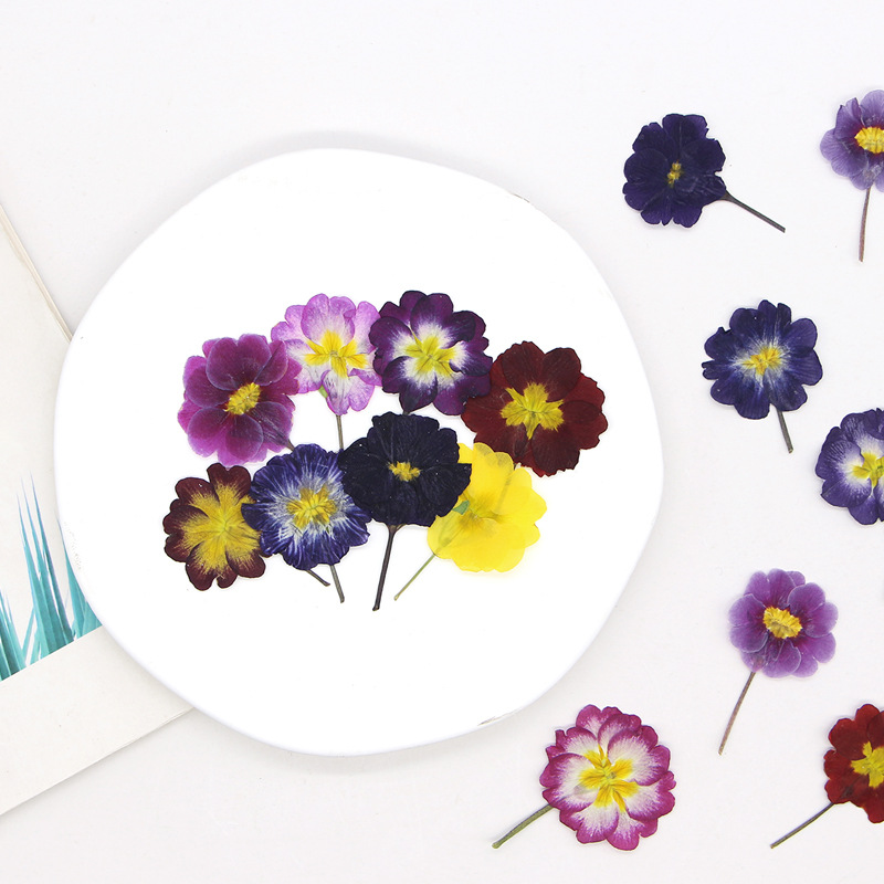 48Pcs European Primrose Teachi - Pressed Flower Frame avaliação e preço