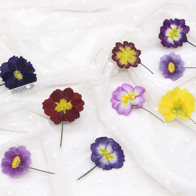 48Pcs European Primrose Teachi - Pressed Flower Frame avaliação e preço