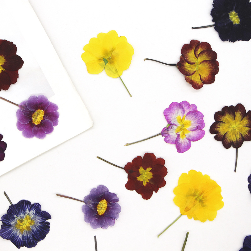 48Pcs European Primrose Teachi - Pressed Flower Frame avaliação e preço