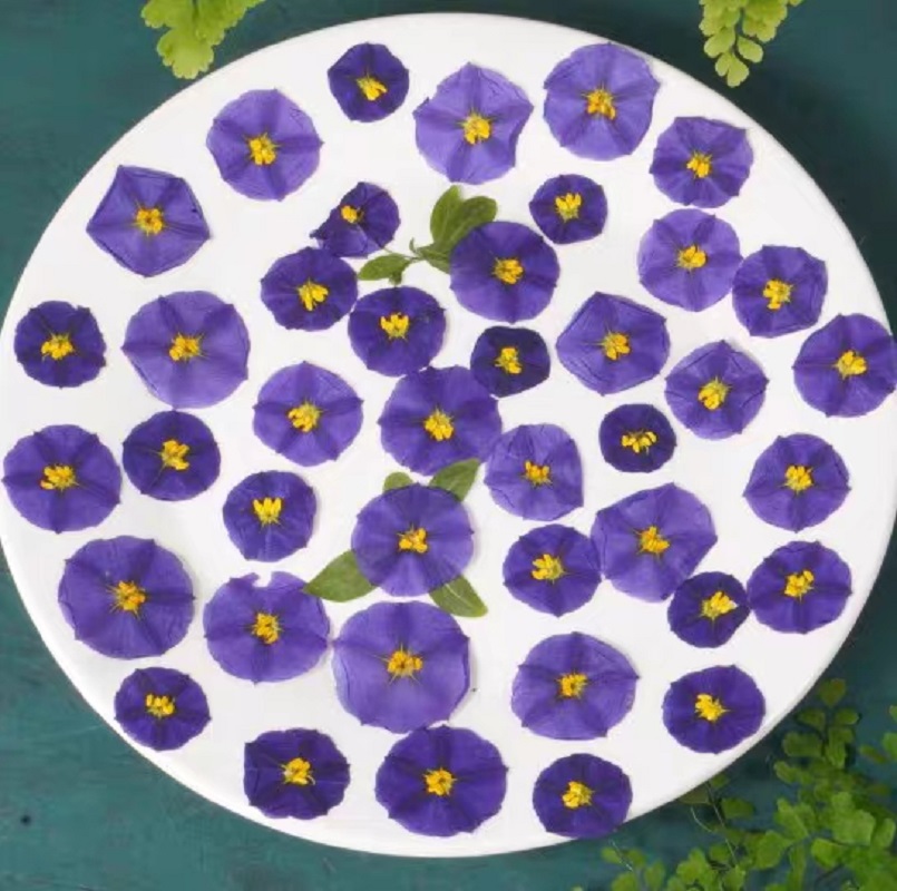 100pcs Pressed Dried Lycianthe - Pressed Flower Frame avaliação e preço