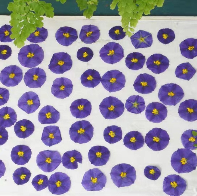 100pcs Pressed Dried Lycianthe - Pressed Flower Frame avaliação e preço