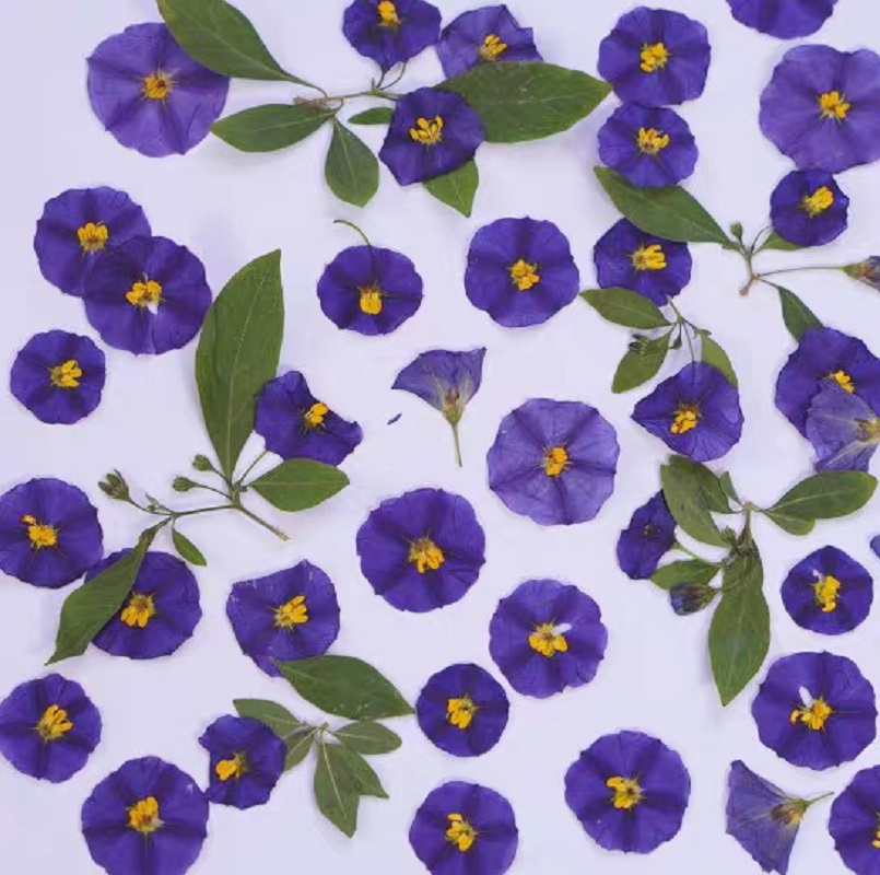 100pcs Pressed Dried Lycianthe - Pressed Flower Frame avaliação e preço