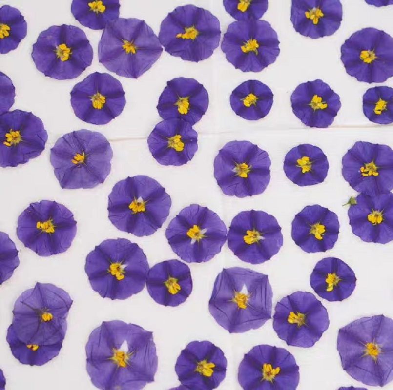 100pcs Pressed Dried Lycianthe - Pressed Flower Frame avaliação e preço