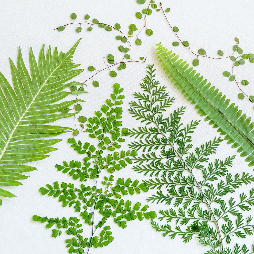 5Pcs Natural Green Large Fern  - Pressed Flower Frame avaliação e preço