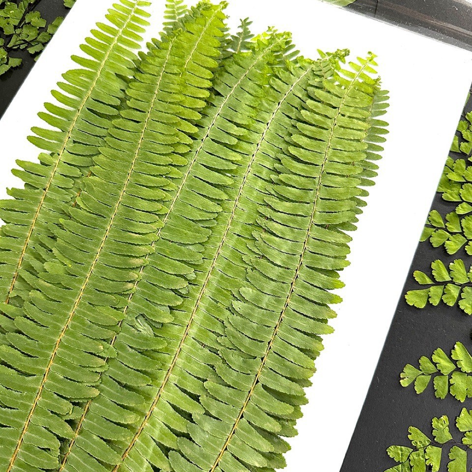 5Pcs Natural Green Large Fern  - Pressed Flower Frame avaliação e preço