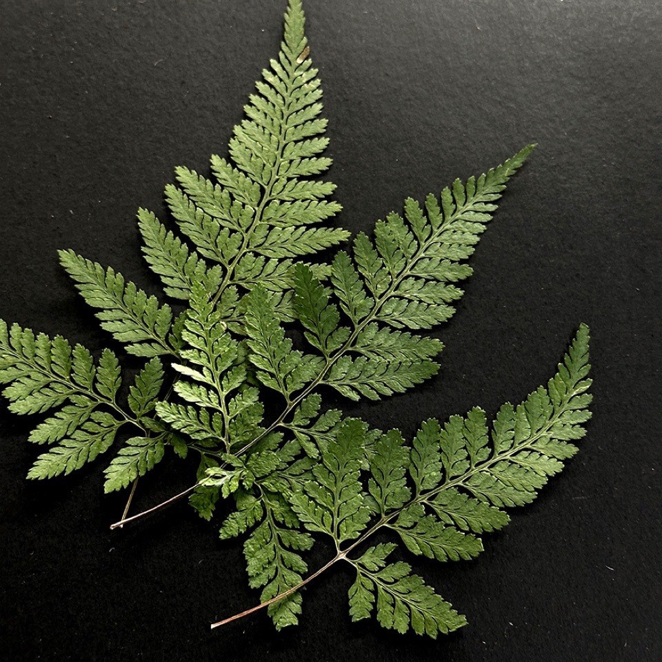 5Pcs Natural Green Large Fern  - Pressed Flower Frame avaliação e preço