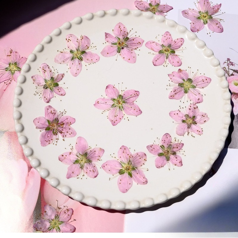 3-4cm./6pcs,Pink Peach Blossom - Pressed Flower Frame avaliação e preço