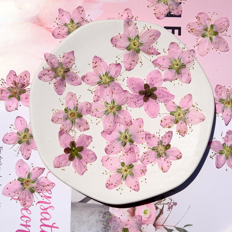 3-4cm./6pcs,Pink Peach Blossom - Pressed Flower Frame avaliação e preço