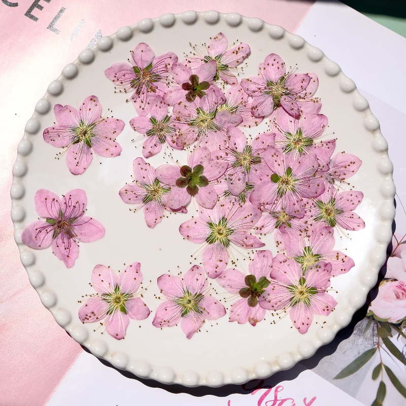 3-4cm./6pcs,Pink Peach Blossom - Pressed Flower Frame avaliação e preço