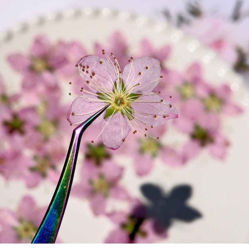 3-4cm./6pcs,Pink Peach Blossom - Pressed Flower Frame avaliação e preço