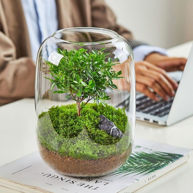 Moss Terrarium Bonsai Plant Mi - Home Decor Garden Ideas avaliação e preço