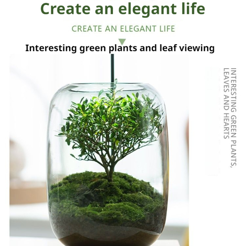 Moss Terrarium Bonsai Plant Mi - Home Decor Garden Ideas avaliação e preço