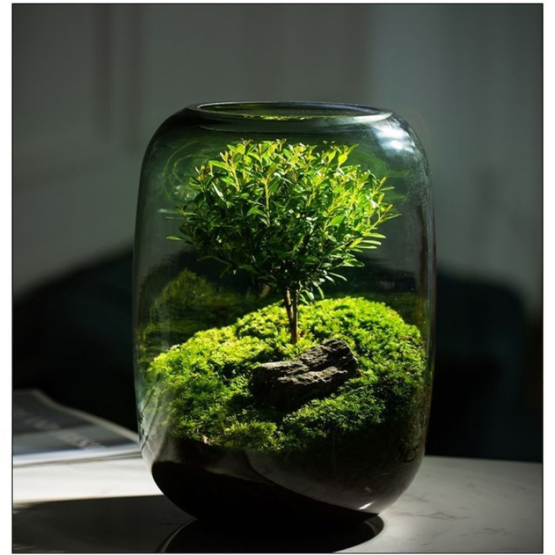 Moss Terrarium Bonsai Plant Mi - Home Decor Garden Ideas avaliação e preço
