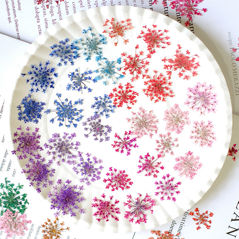 24pcs,2-2.5cm,nature Dyed Mini - Pressed Flower Frame avaliação e preço