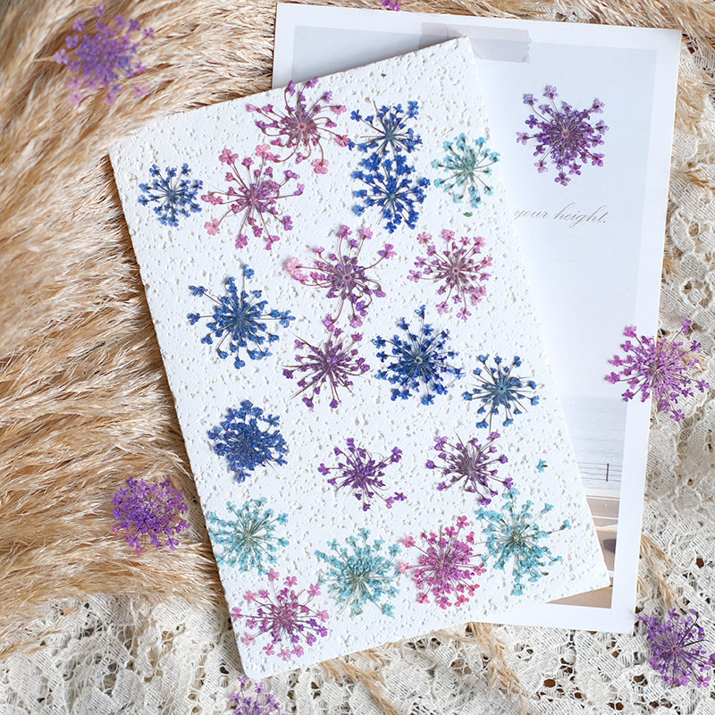 24pcs,2-2.5cm,nature Dyed Mini - Pressed Flower Frame avaliação e preço