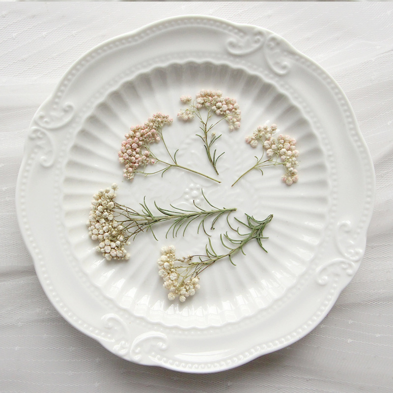12pcs,Nature Millet flower bra - Pressed Flower Frame avaliação e preço