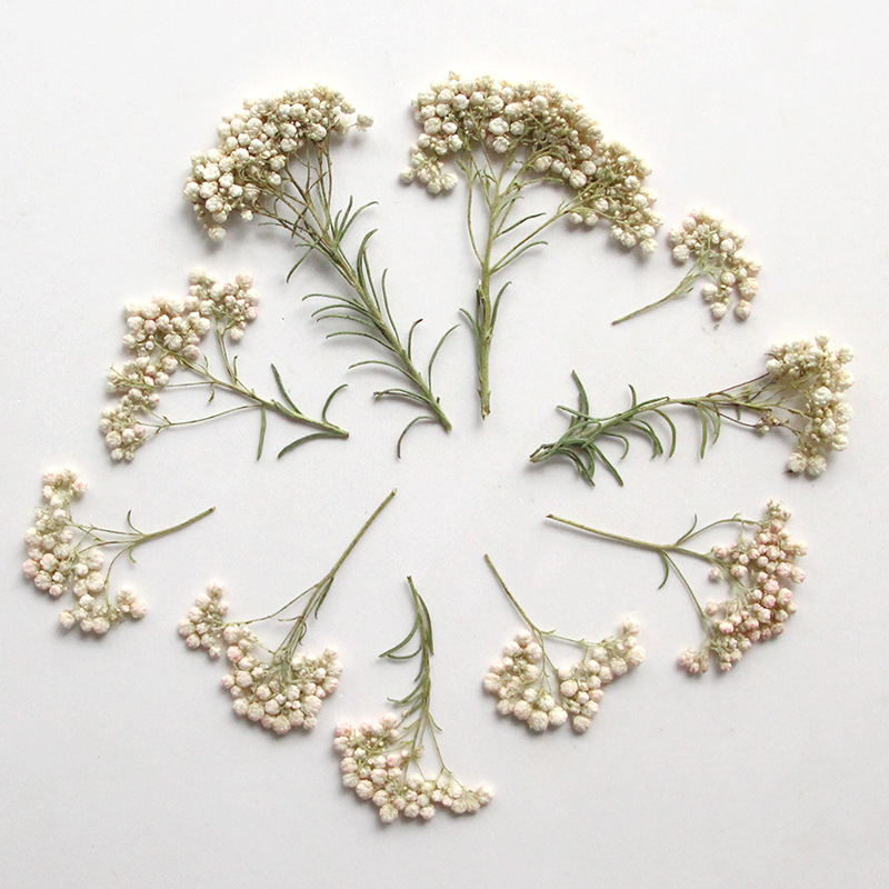 12pcs,Nature Millet flower bra - Pressed Flower Frame avaliação e preço