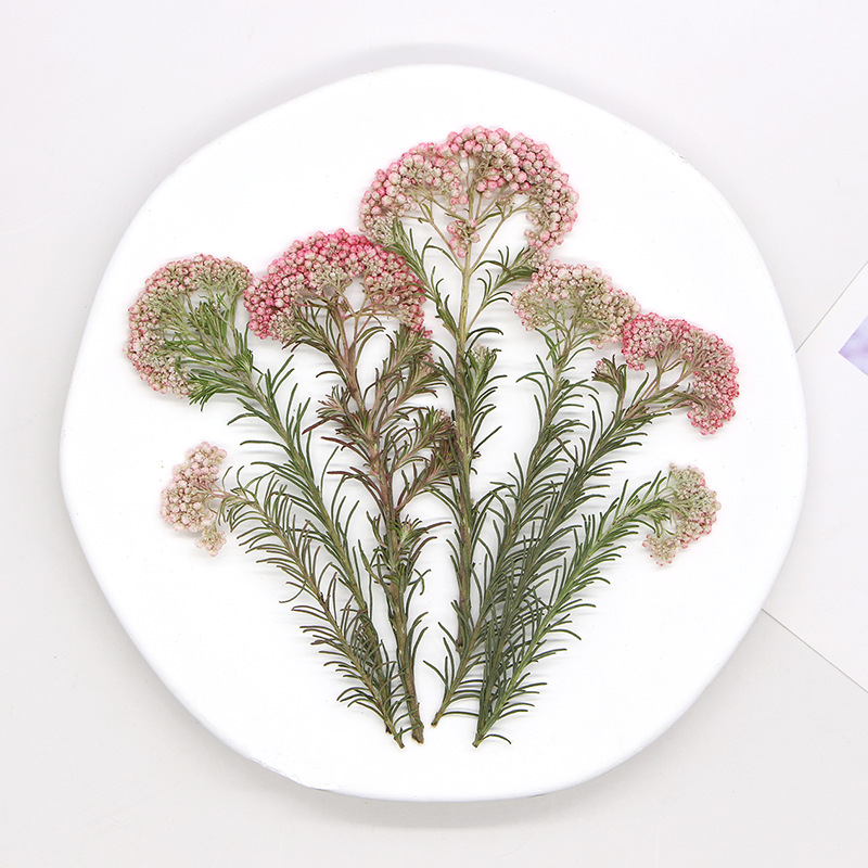 12pcs,Nature Millet flower bra - Pressed Flower Frame avaliação e preço