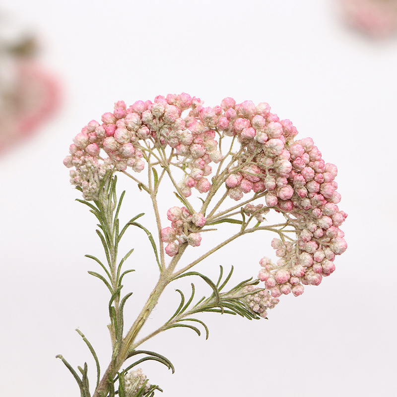 12pcs,Nature Millet flower bra - Pressed Flower Frame avaliação e preço