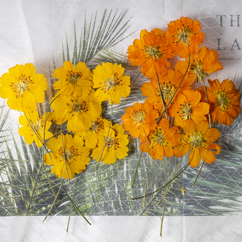 8-10cm/24pcs,nature pressed Co - Pressed Flower Frame avaliação e preço