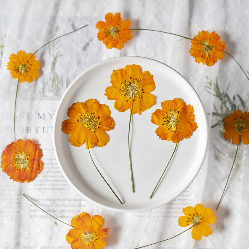 8-10cm/24pcs,nature pressed Co - Pressed Flower Frame avaliação e preço