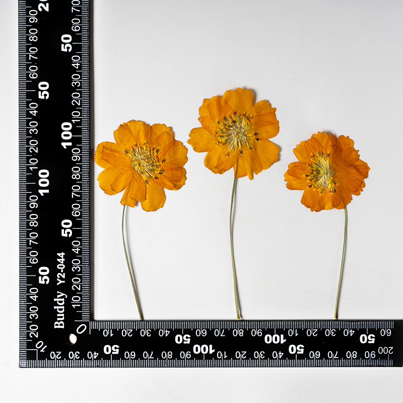 8-10cm/24pcs,nature pressed Co - Pressed Flower Frame avaliação e preço