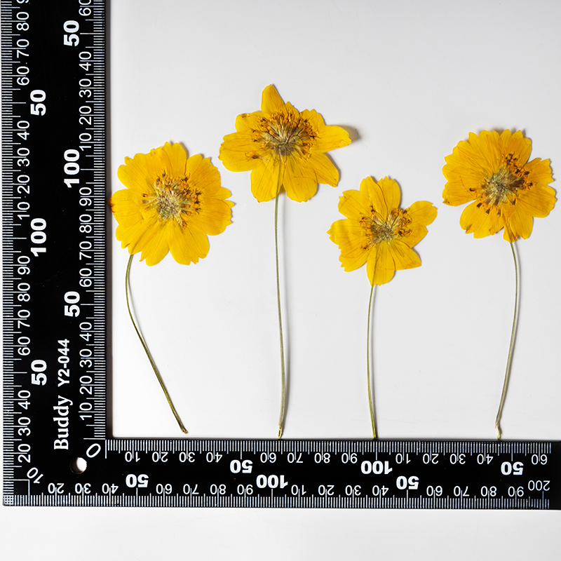 8-10cm/24pcs,nature pressed Co - Pressed Flower Frame avaliação e preço