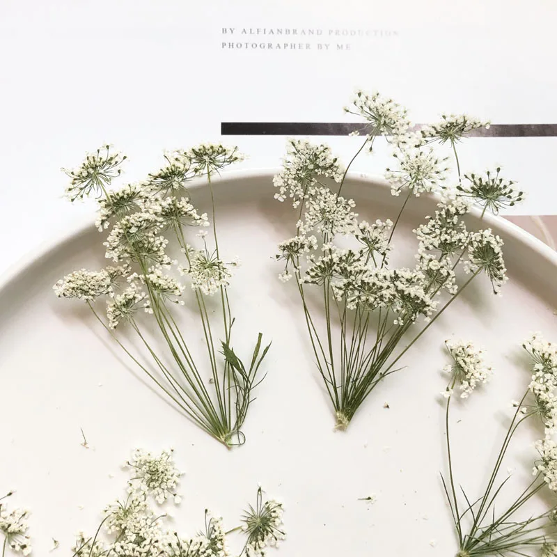 5-7cm/12pcs,Snow Tiny Flowers  - Pressed Flower Frame avaliação e preço