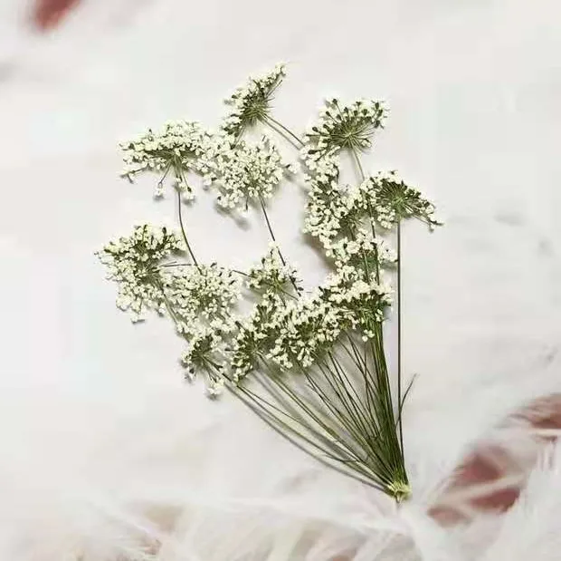 5-7cm/12pcs,Snow Tiny Flowers  - Pressed Flower Frame avaliação e preço