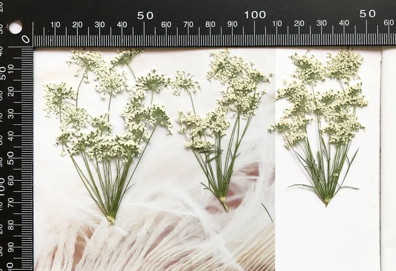 5-7cm/12pcs,Snow Tiny Flowers  - Pressed Flower Frame avaliação e preço